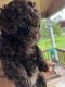 Toy Poodle Puppies for sale in Dayton, TN 37321, USA. price: $1,200