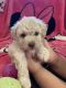 Toy Poodle Puppies for sale in Beverly Hills, CA 90210, USA. price: NA