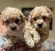 Toy Poodle Puppies for sale in San Antonio, TX, USA. price: $95,000