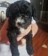 Toy Poodle Puppies for sale in Prospect, TN 38477, USA. price: $1,200