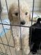 Toy Poodle Puppies for sale in Miami, FL, USA. price: $2,000