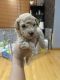 Toy Poodle Puppies for sale in Berwyn, IL 60402, USA. price: $1,000