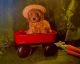 Toy Poodle Puppies for sale in Sacramento, CA, USA. price: $3,000