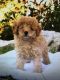 Toy Poodle Puppies for sale in Bayside, Queens, NY, USA. price: $1,500
