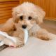Toy Poodle Puppies for sale in Northport, WA, USA. price: NA