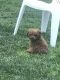 Toy Poodle Puppies for sale in Sunnyvale, CA 94087, USA. price: $2,100