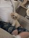 Toy Poodle Puppies for sale in Lake Worth, FL, USA. price: NA