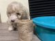 Toy Poodle Puppies for sale in Riviera Beach, FL, USA. price: NA