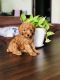 Toy Poodle Puppies for sale in Nellore, Andhra Pradesh, India. price: 50000 INR