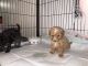 Toy Poodle Puppies for sale in Lewes, DE 19958, USA. price: $1,200