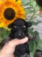 Toy Poodle Puppies for sale in New Paris, OH 45347, USA. price: $800
