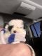 Toy Poodle Puppies for sale in Castle Rock, CO, USA. price: NA