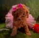 Toy Poodle Puppies for sale in Sacramento, CA, USA. price: $2,500