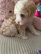 Toy Poodle Puppies for sale in Miami, FL 33125, USA. price: $1,200