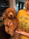 Toy Poodle Puppies for sale in Bakersfield, CA 93306, USA. price: $2,000