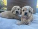 Toy Poodle Puppies for sale in Hickory Grove, SC 29717, USA. price: NA