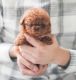 Toy Poodle Puppies for sale in Riverside, CA 92503, USA. price: $600