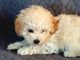 Toy Poodle Puppies for sale in Dublin, GA 31021, USA. price: $1,000