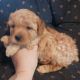 Toy Poodle Puppies for sale in 12060 Dix Toledo Rd, Southgate, MI 48195, USA. price: $1,150