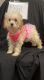 Toy Poodle Puppies for sale in Muldraugh, KY 40155, USA. price: NA