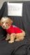 Toy Poodle Puppies for sale in Muldraugh, KY 40155, USA. price: NA