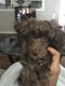 Toy Poodle Puppies for sale in Gastonia, NC, USA. price: NA