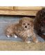 Toy Poodle Puppies for sale in Quarryville, PA 17566, USA. price: $2,000