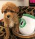 Toy Poodle Puppies for sale in Elkhart, IN, USA. price: $450