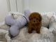 Toy Poodle Puppies for sale in U.S. Bank Tower, Los Angeles, CA 90071, USA. price: NA