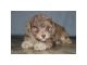 Toy Poodle Puppies for sale in Lansing, MI, USA. price: NA