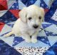 Toy Poodle Puppies for sale in Fort Lauderdale, FL, USA. price: $1,500