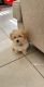 Toy Poodle Puppies for sale in Moreno Valley, CA, USA. price: $800