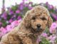 Toy Poodle Puppies for sale in Boston, MA, USA. price: $2,500