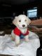 Toy Poodle Puppies for sale in Houston, TX, USA. price: NA
