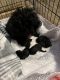 Toy Poodle Puppies for sale in Miltona, MN, USA. price: NA
