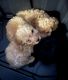 Toy Poodle Puppies for sale in Kingston, OK 73439, USA. price: $1,500