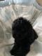 Toy Poodle Puppies for sale in Amelia Court House, VA 23002, USA. price: NA
