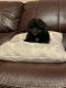 Toy Poodle Puppies for sale in Monroe, NC, USA. price: NA