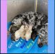 Toy Poodle Puppies for sale in Lakewood, WA, USA. price: $2,200