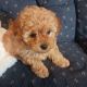 Toy Poodle Puppies for sale in 13224 Kerr St, Southgate, MI 48195, USA. price: $990