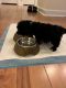Toy Poodle Puppies for sale in Columbia, MD, USA. price: $2,000