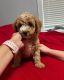 Toy Poodle Puppies for sale in Portland, OR, USA. price: NA