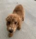 Toy Poodle Puppies for sale in Kearney, NE, USA. price: NA