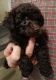 Toy Poodle Puppies for sale in Chuckey, TN 37641, USA. price: $1,600