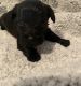 Toy Poodle Puppies for sale in Cullman, AL, USA. price: $1,200