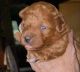 Toy Poodle Puppies for sale in Quarryville, PA 17566, USA. price: $2,800