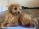 Toy Poodle Puppies for sale in Dallas, TX, USA. price: $2,500