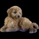 Toy Poodle Puppies for sale in Dallas, TX, USA. price: $2,500