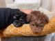 Toy Poodle Puppies for sale in Ralston, NE 68127, USA. price: NA