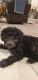 Toy Poodle Puppies for sale in Cambridge, MA, USA. price: NA